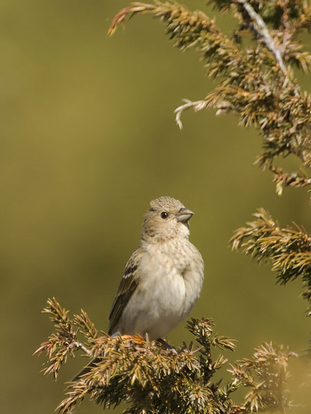 Punavarpunen, Common Rosefinch, Carpodacus erythrinus
